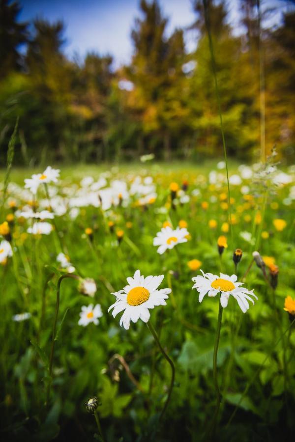 Turnovska Chata Kořenov Exteriér fotografie